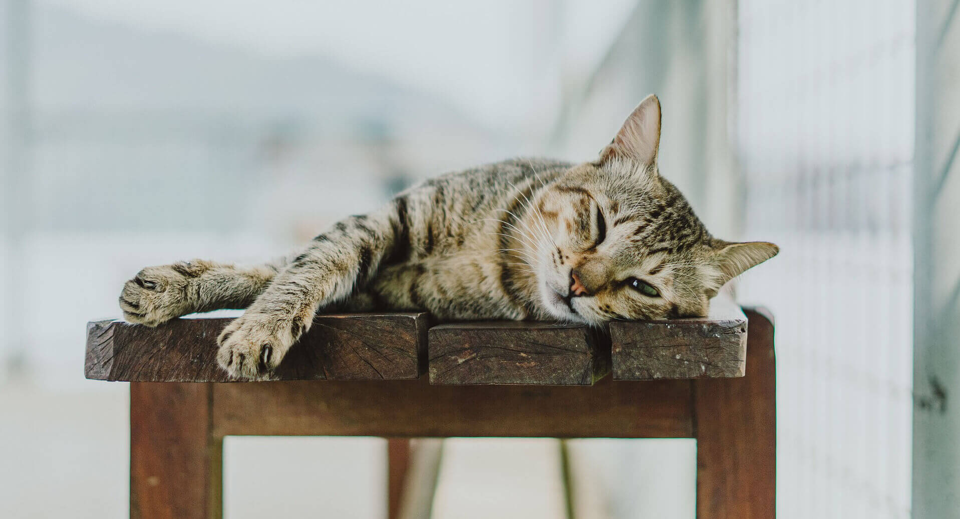 annandale veterinary clinic
