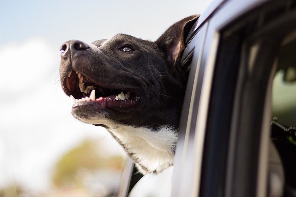 Animal clinic in Annandale, MN