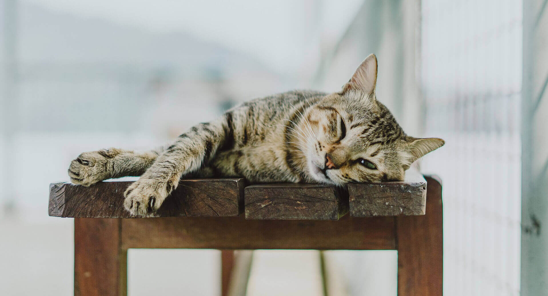 pet clinic in Annandale, MN