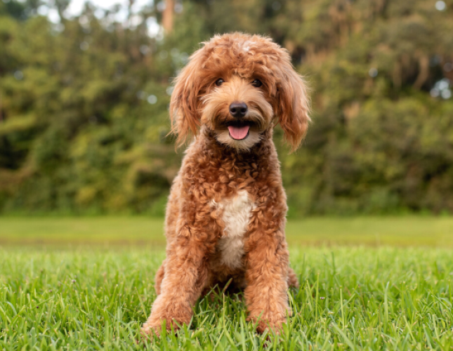 5 Tips & Tricks for Cleaning Your Dog's Ears at Home