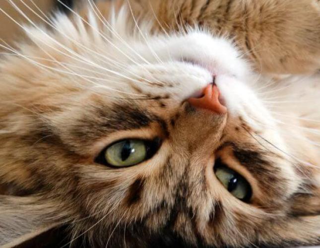 National Cat Health Month: Ensuring Your Feline Has a Long, Fulfilling Life