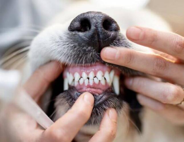 The Ultimate Dog Dental Guide: Nurturing Your Canine&#039;s Canines