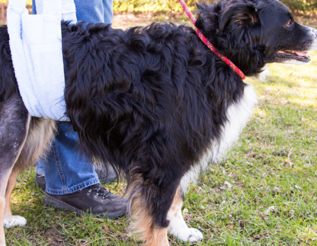 My Dog Tore Its Cruciate Ligament, Now What?